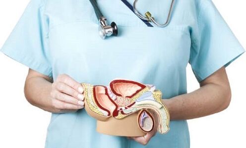 Model of the male urogenital system and treatment of prostatitis